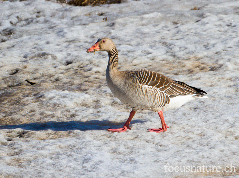 Oie cendree 8920.jpg - Oie cendrée,Anser anser,Greylag Goose (Hornborgasjön, Suède, avril 2013)